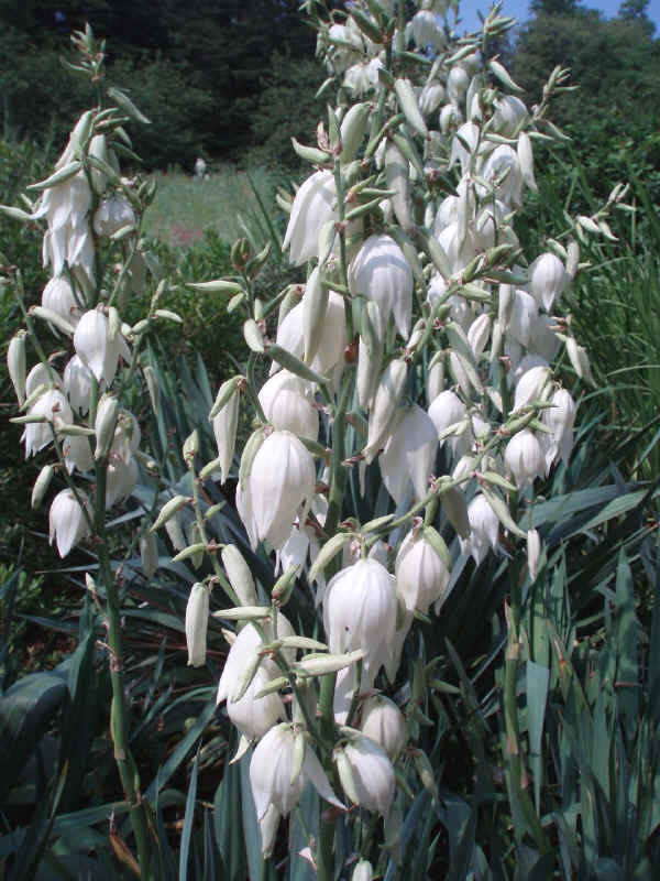 Yucca flaccida in fiore