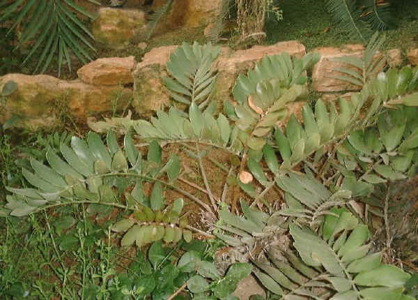 Zamia furfuracea