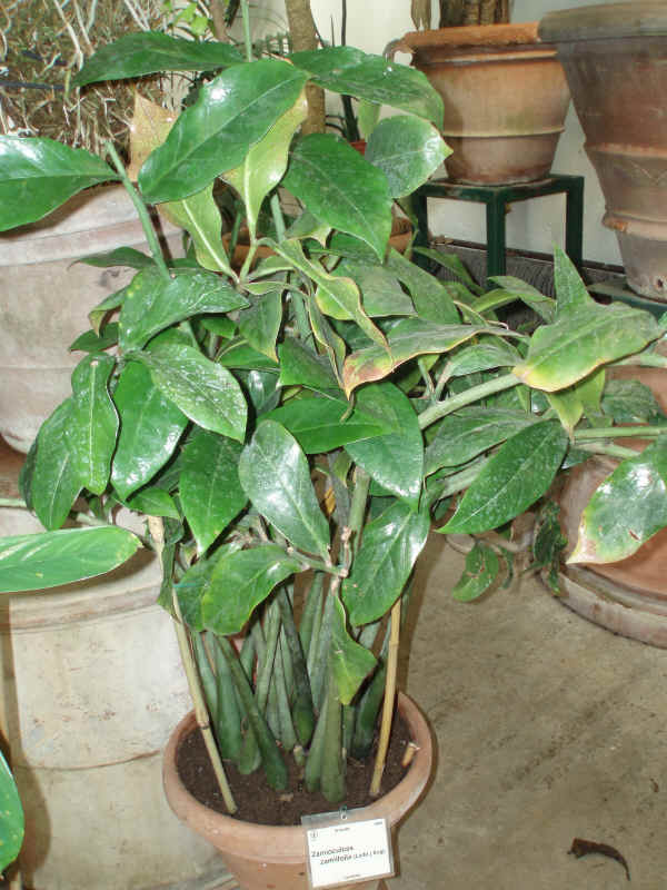 Zamioculcas zamiifolia