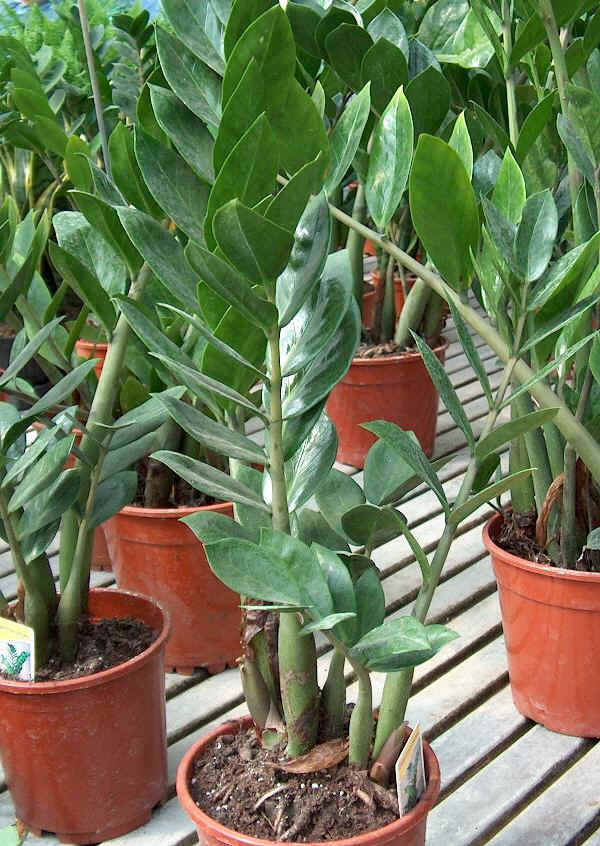 Zamioculcas zamiifolia