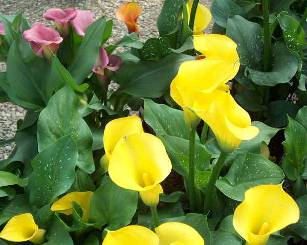 Zantedeschia nani ibridi a spata colorata