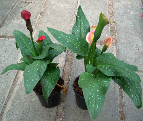 Zantedeschia rehmannii