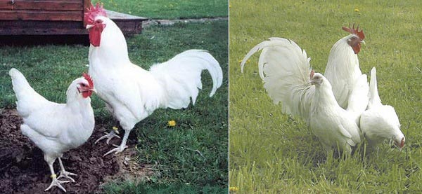 Gallo e gallina di razza Famenne