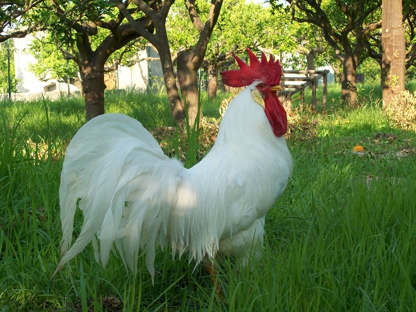 Gallo e galline di razza Livorno Bianca 