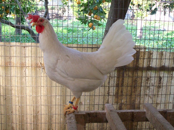 Gallina Livorno Bianca