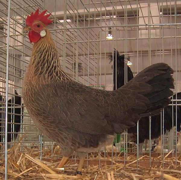 Gallina di razza Livorno Collo Arancio 