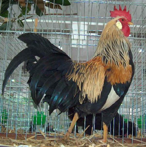 Gallo di razza Livorno Collo Arancio 