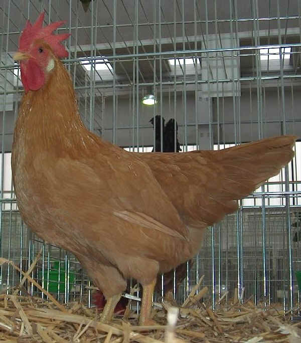 Gallina di razza Livorno Fulva 