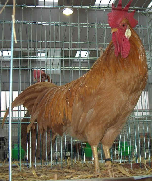 Gallo di razza Livorno Fulva 