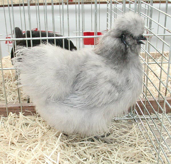 Gallina di razza Moro  a seta grigio perla - Gallina di razza Moro  a seta bianca 