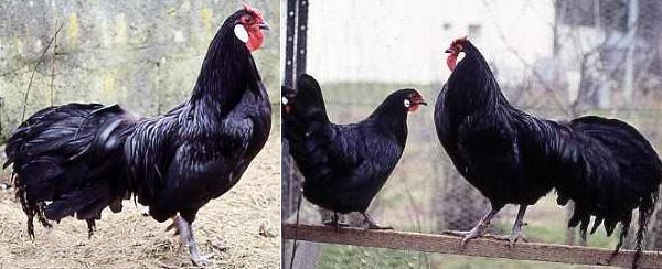 Gallo di razza Alsaziana