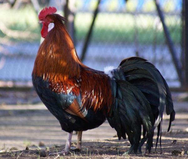 Gallo di razza Altsteirer bruno