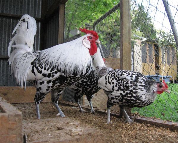 Gallo e gallina Amburgo argento pagliettata nero