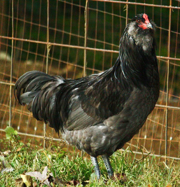 Gallina di razza Ameraucana