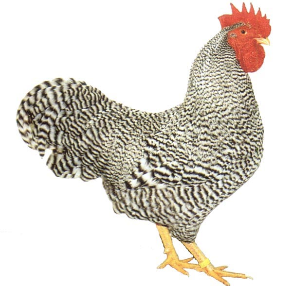 Gallo di razza Amrocks