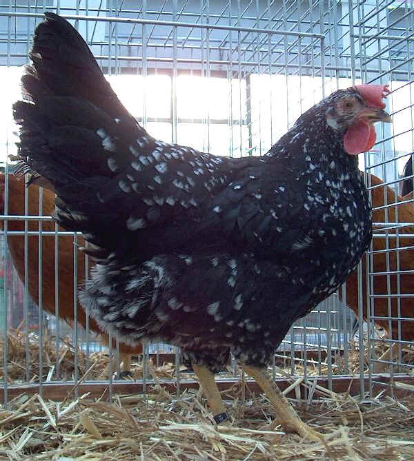 Gallina di razza Ancona 