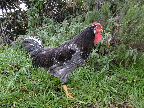 Gallo Ancona blu