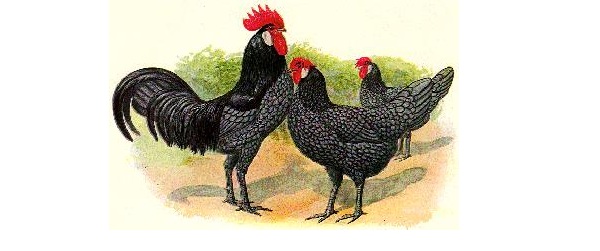 Gallo e gallina di razza Andalusa