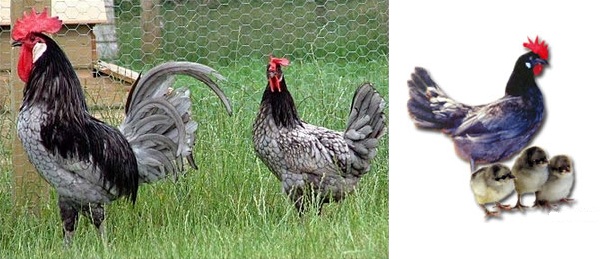 Gallina e gallo di razza Andalusa