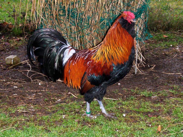 Gallo di razza Appenzeller barbuta