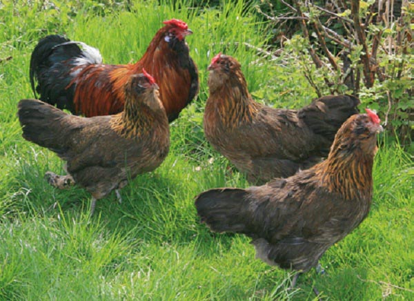 Gallina di razza Appenzeller barbuta