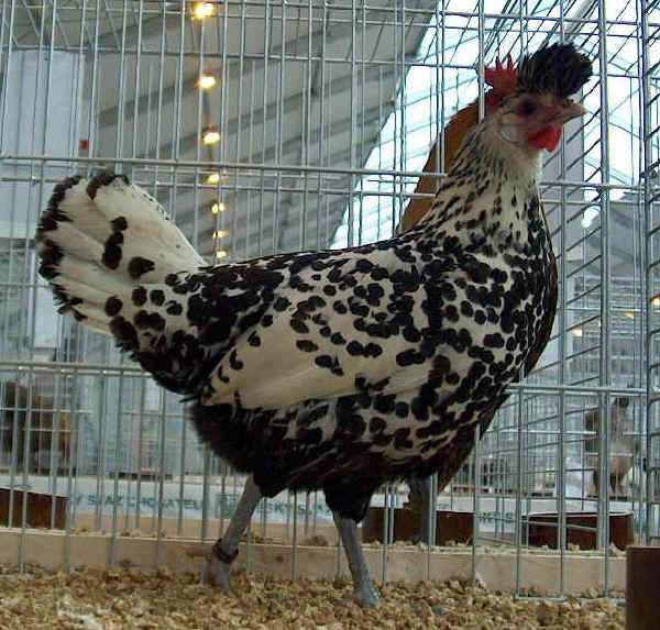 Gallina di razza Appenzeller Spitzhauben 