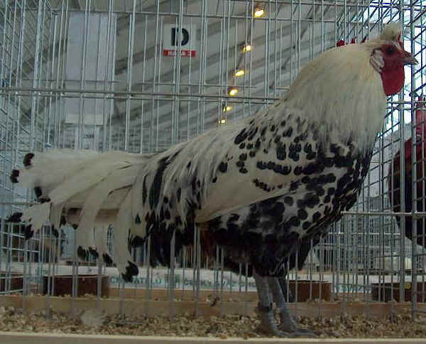 Gallo di razza Appenzeller Spitzhauben