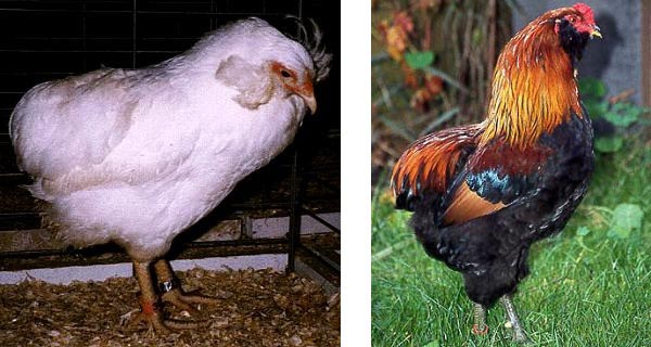 Gallina di razza Araucana bianca