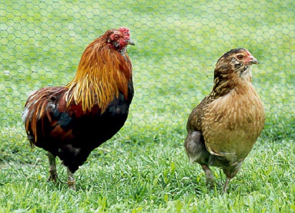 Gallo di razza Araucana