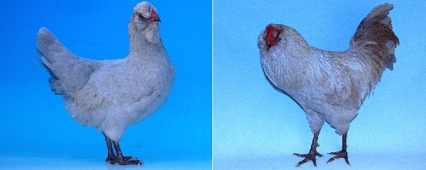 Gallo di razza Araucana Inglese