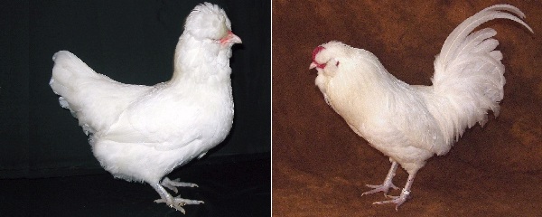 Gallina di razza Araucana Inglese