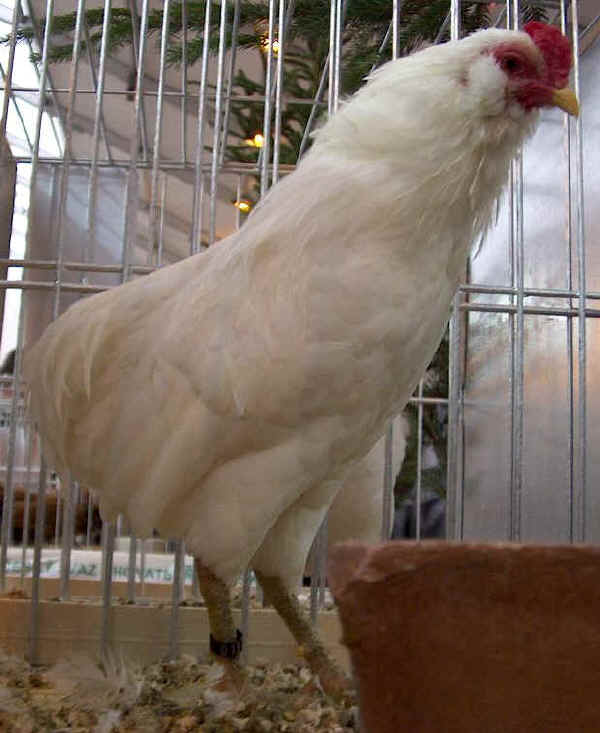 Gallo di razza Araucana Nana bianca 
