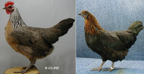 Gallo e gallina di razza Ardennese