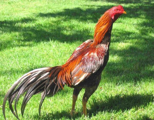 Gallo di razza Aseel