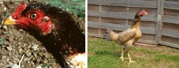 Testa di gallina di razza Aseel