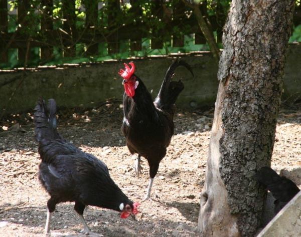 Gallo e gallina Augsburger