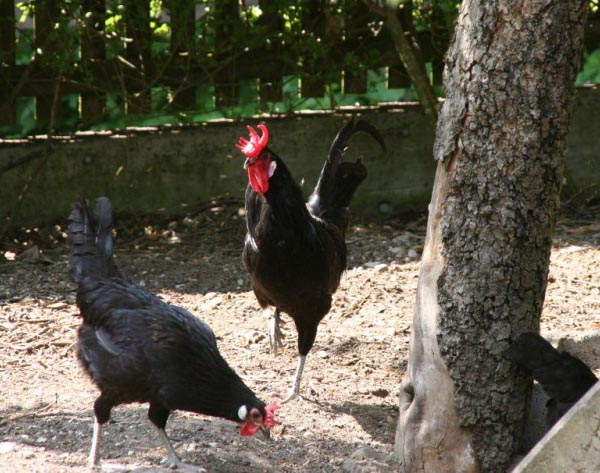 Gallo e gallina Augsburger