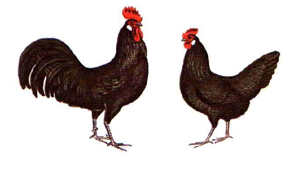 Gallo e gallina Augsburger