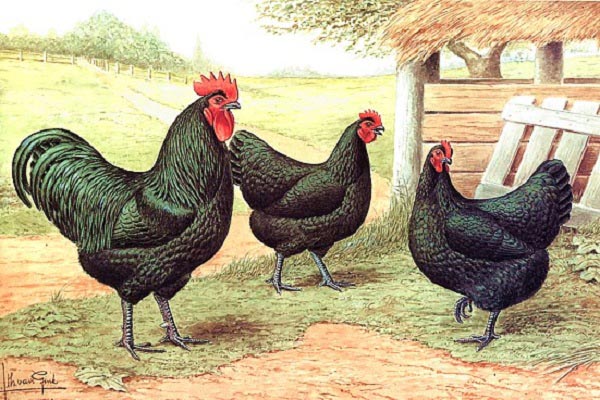 Australorp