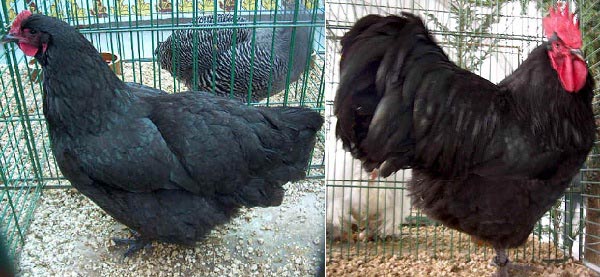 Gallina di razza Australorp 