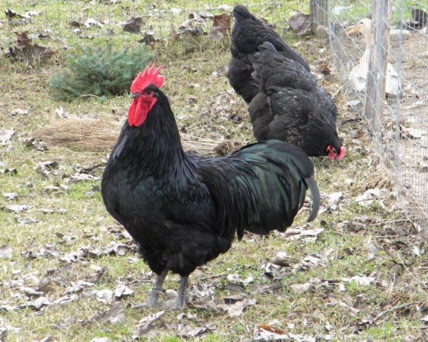 Gallo di razza Australorp 