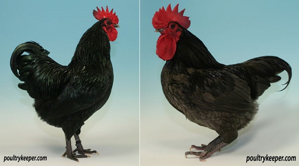 Australorp Nana