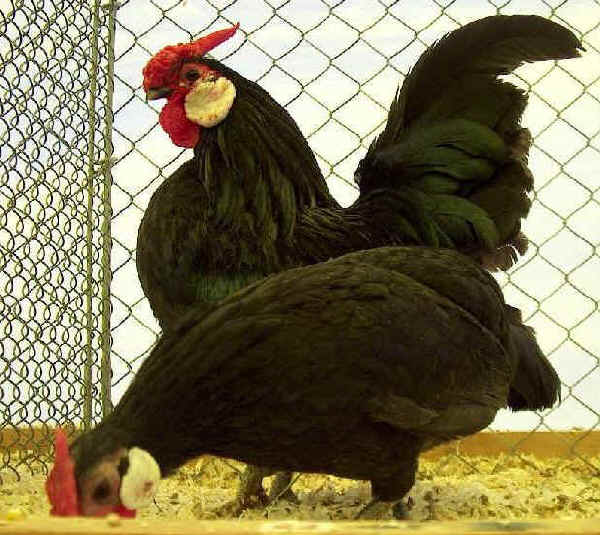 Gallo e gallina di razza Bantam nera
