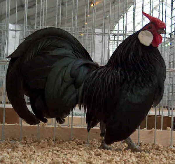 Gallo di razza Bantam nera