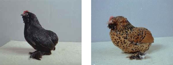 Gallina di razza Barbuta d'Everberg nera