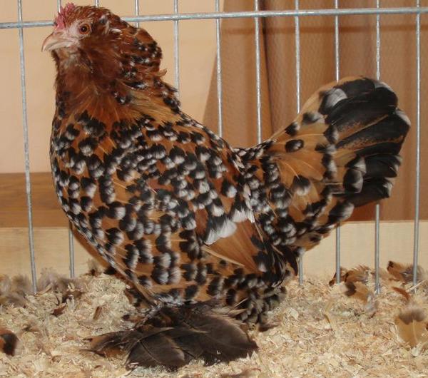 Gallina di razza Barbuta d'Uccle porcellana