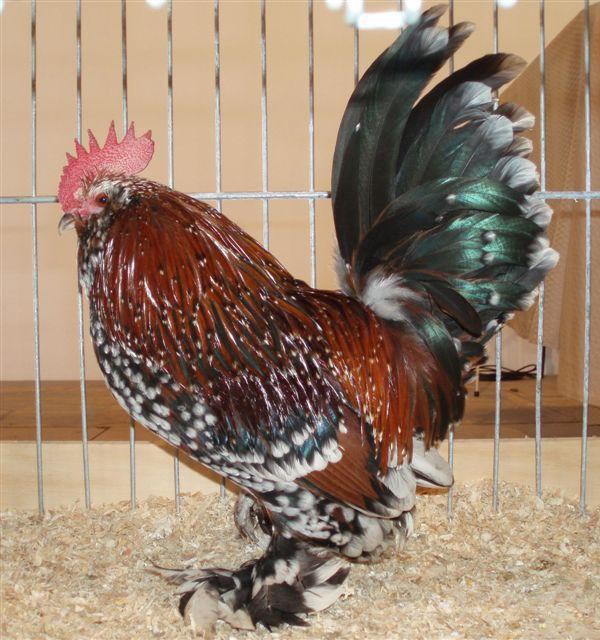 Gallo di Barbuta d'Uccle Porcellana