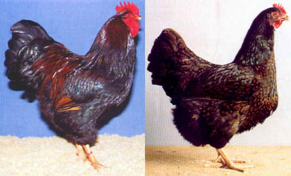 Gallo e gallina di razza Barnevelder