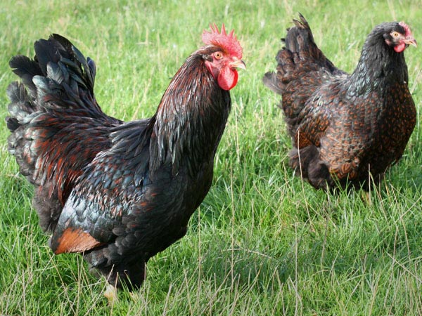 Gallina di razza Australorp 