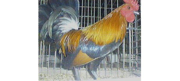 Gallo di razza Bassette